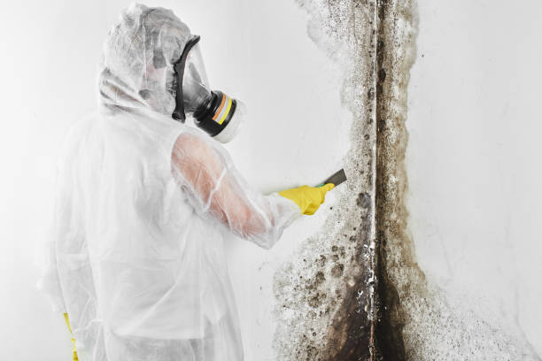 Best Residential Mold Removal  in Shadybrook, TX