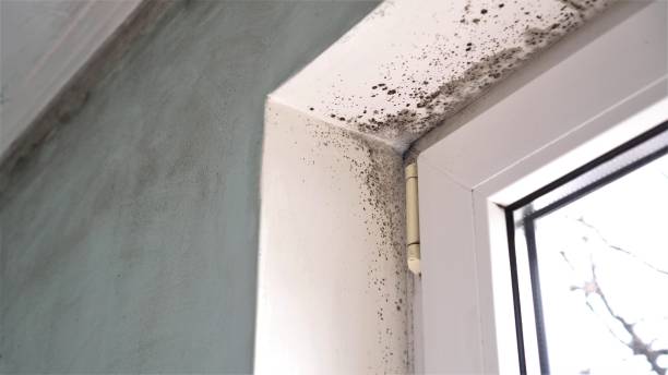 Best Same-Day Mold Removal  in Shadybrook, TX