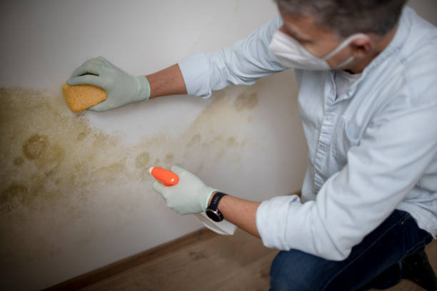 Mold Removal and Inspection in Shadybrook, TX