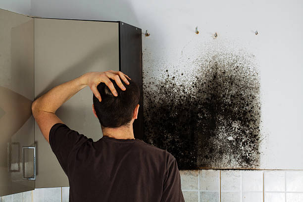 Best Emergency Mold Removal  in Shadybrook, TX